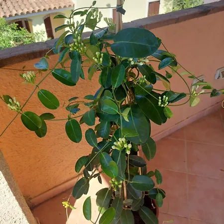 Apartament Venus *