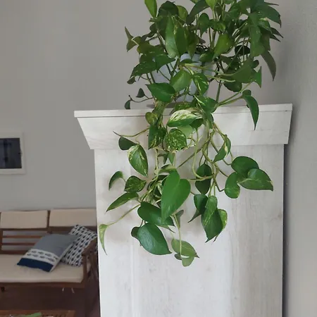 Venus Apartament