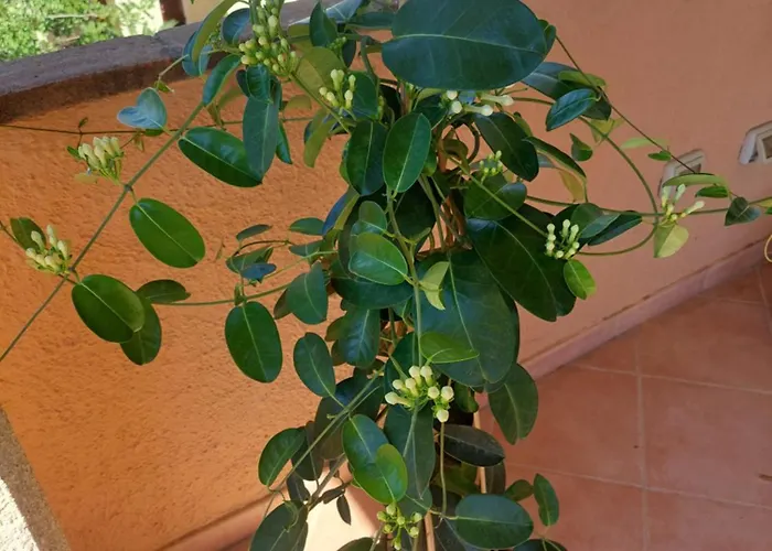 Διαμέρισμα Venus *