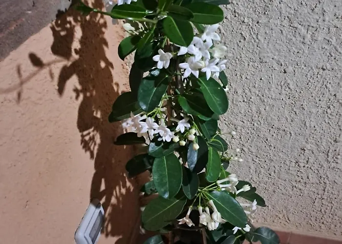 Appartamento Venus *